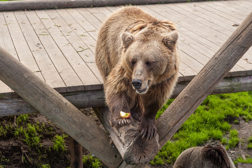 Bjørneparken. Bear eating an apple. Flå. .