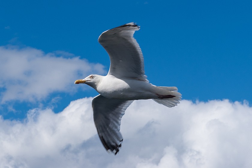 Ferry to Kiel. Seagull. near Oslo. .