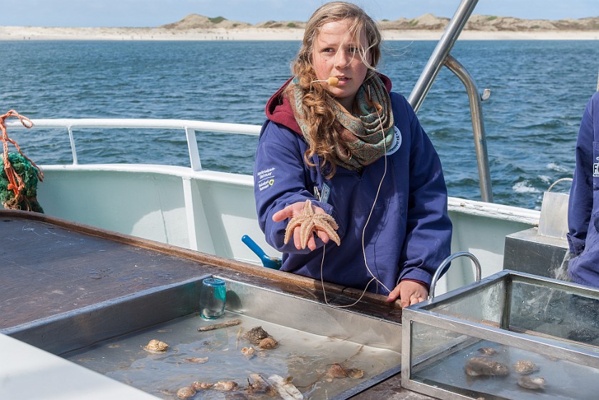 Southern Sylt. Sea animal lecture. near Hörnum. .