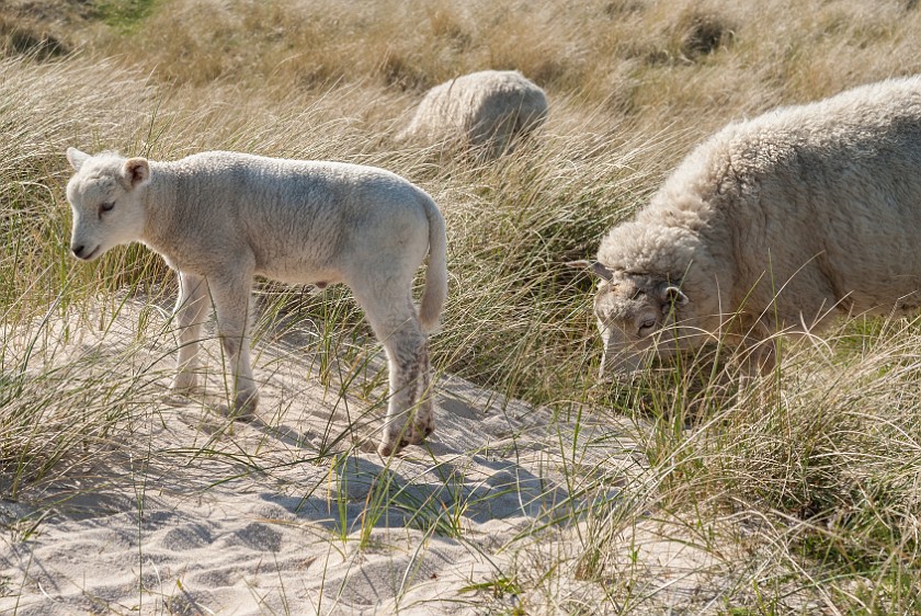 Northern Sylt. Sheep and lamb. List. .