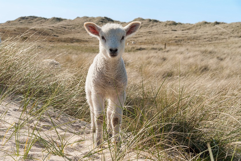 Northern Sylt. Lamb. List. .