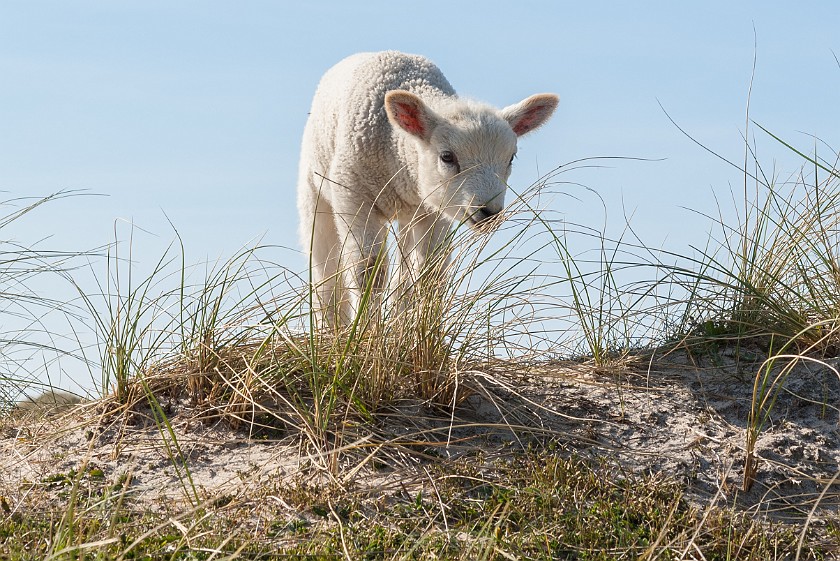 Northern Sylt. Lamb. List. .