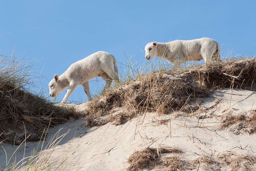 Northern Sylt. Lambs. List. .