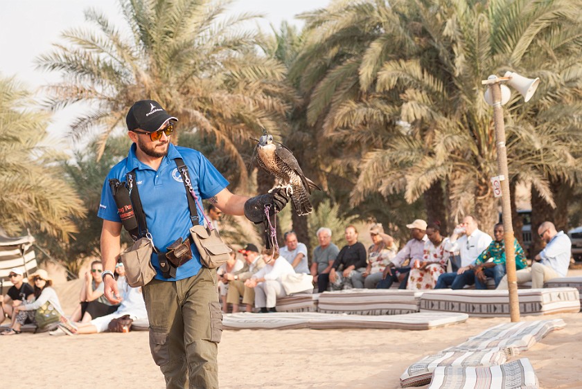 Dubai Desert Safari. Falcon display. Dubai. .