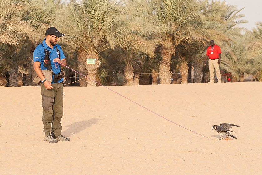 Dubai Desert Safari. Falcon display. Dubai. .