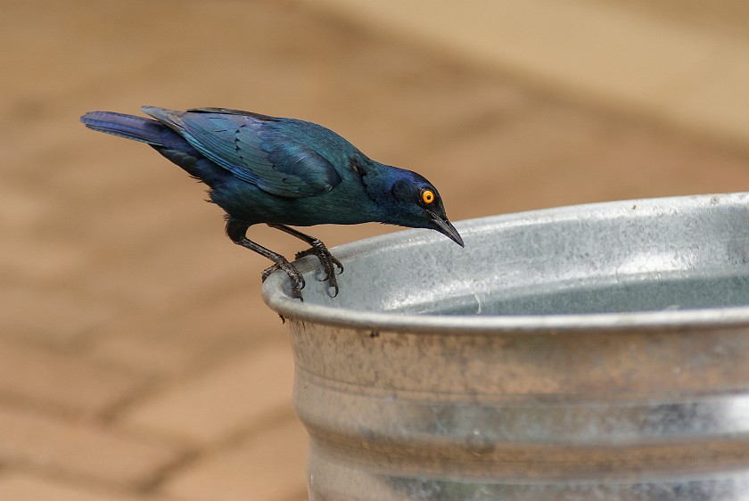 Kruger National Park. Bird. Olifants Camp. .
