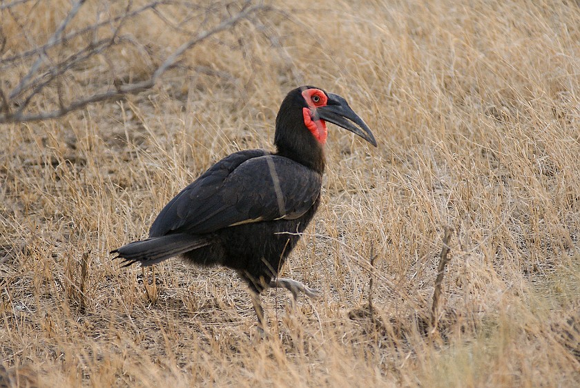 Kruger National Park. Ground hornbill. Olifants Rest Camp. .