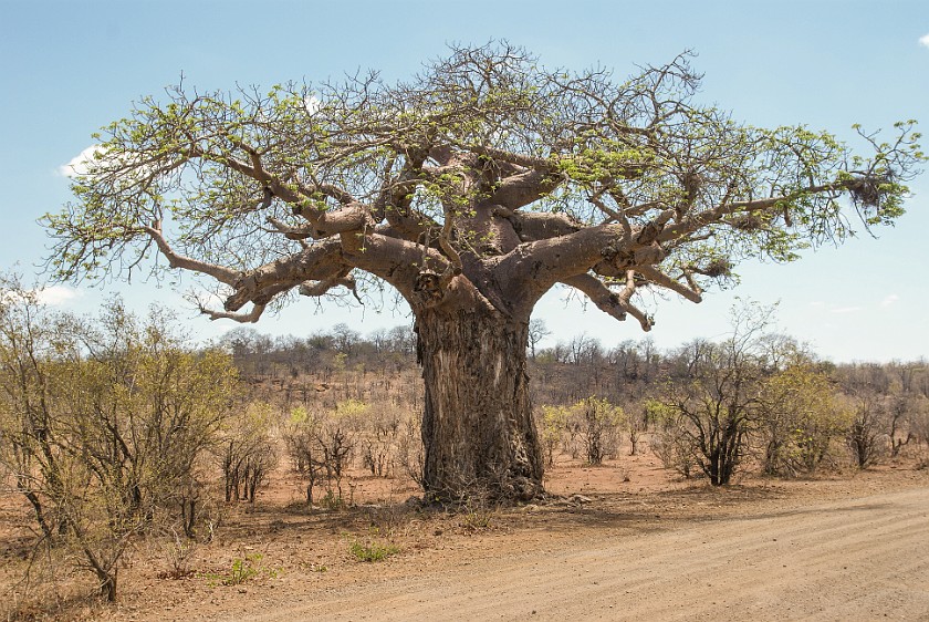 Kruger National Park. Tree. Olifants Rest Camp. .