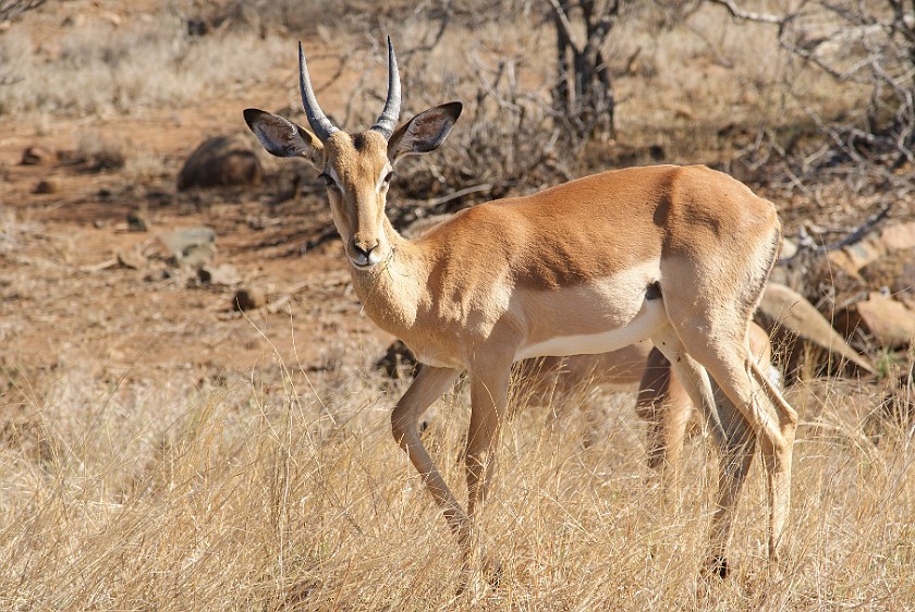 Kruger National Park. Impala. Olifants Rest Camp. .