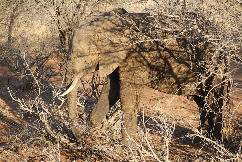 Kruger National Park. Elephant. Olifants Rest Camp. .