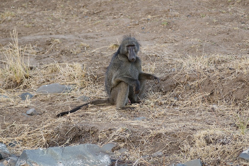 Kruger National Park. Baboon. Olifants Rest Camp. .