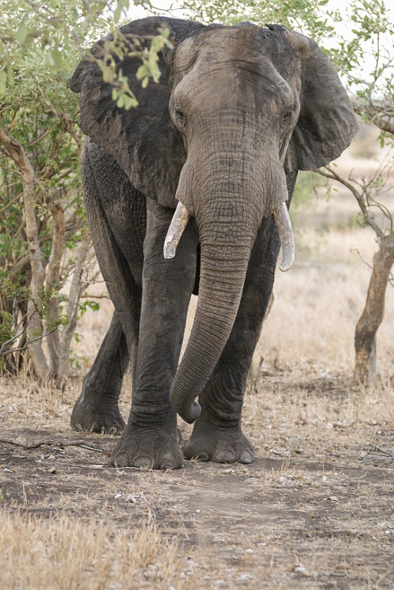 Kruger National Park. Elephant. Olifants Rest Camp. .