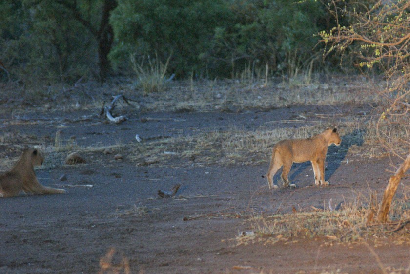Kruger National Park. Lions. Olifants Rest Camp. .