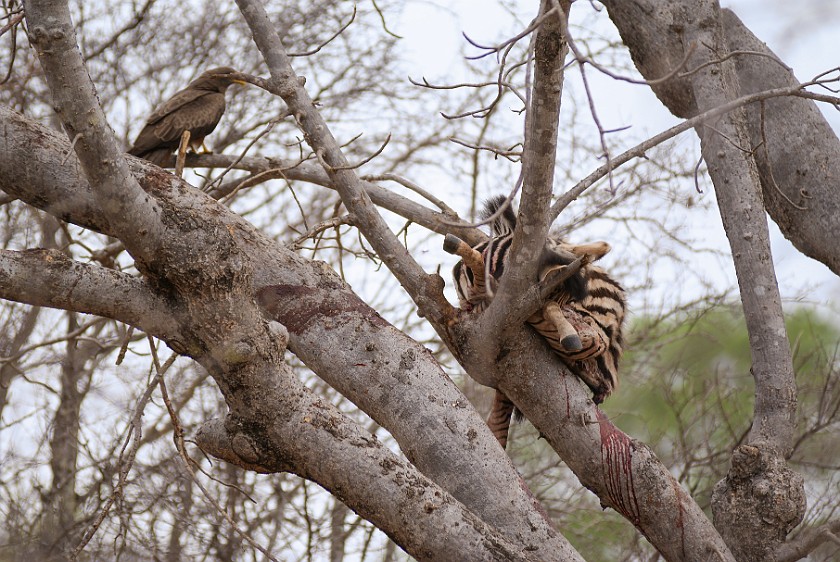 Kruger National Park. Killed zebra foal and eagle in a tree . Olifants Rest Camp. .