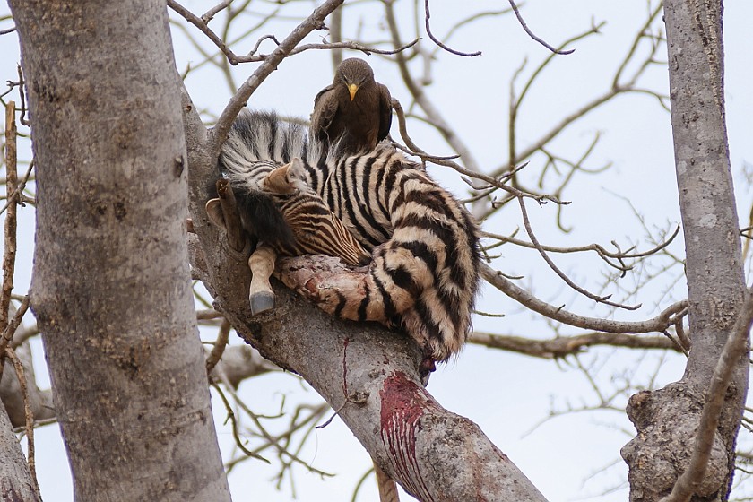 Kruger National Park. Killed zebra foal and eagle in a tree . Olifants Rest Camp. .