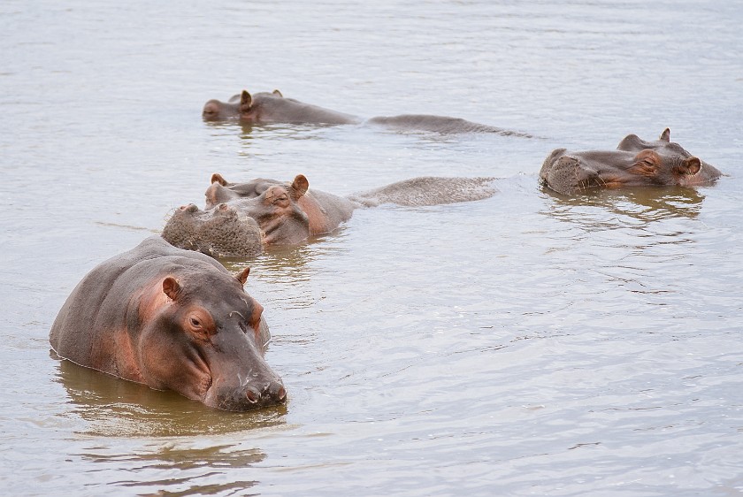 Kruger National Park. Hippopotamus. Olifants Rest Camp. .