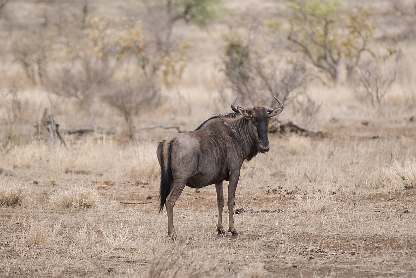 Kruger National Park. Wildebeest. Olifants Rest Camp. .
