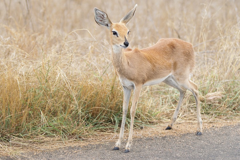 Kruger National Park. Impala. Olifants Rest Camp. .