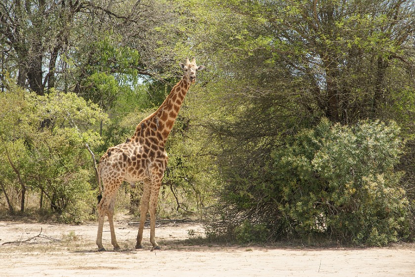 Kruger National Park. Giraffe at Olifants waterhole. Tshokwane. .