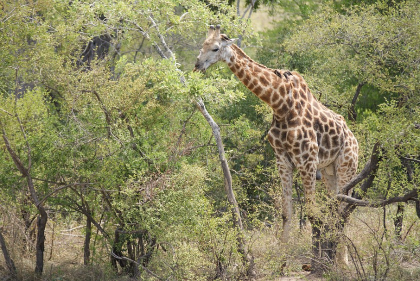 Kruger National Park. Giraffe at Olifants waterhole. Tshokwane. .