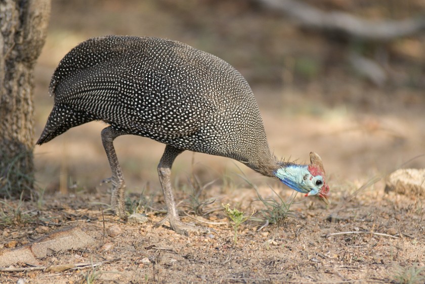 Kruger National Park. Bird. Berg-en-Dal Rest Camp. .