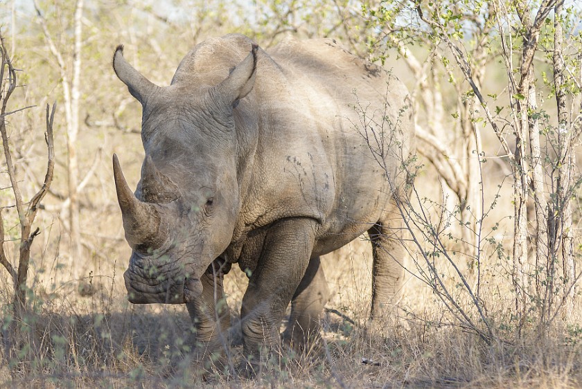 Kruger National Park. White rhinoceros. Berg-en-Dal Rest Camp. .