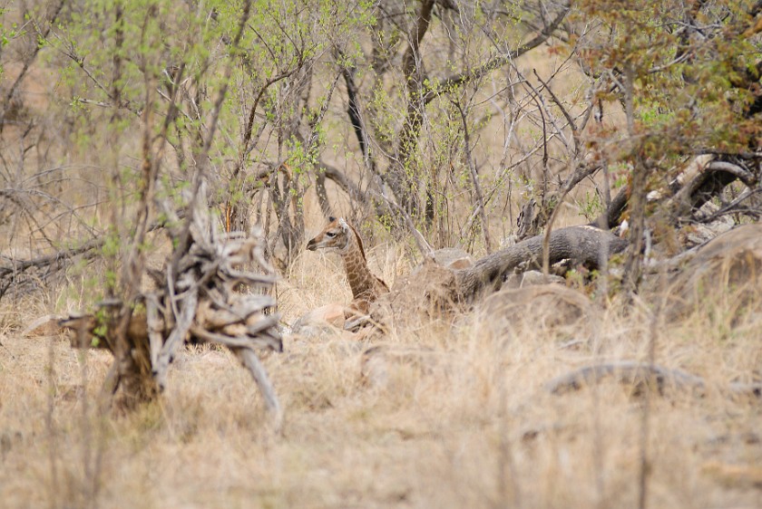 Kruger National Park. Newborn giraffe. Berg-en-Dal Rest Camp. .