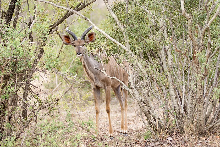 Kruger National Park. Kudu. Berg-en-Dal Rest Camp. .