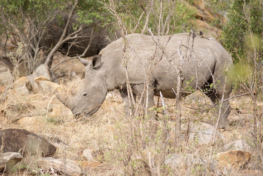 Kruger National Park. White rhinoceros. Berg-en-Dal Rest Camp. .