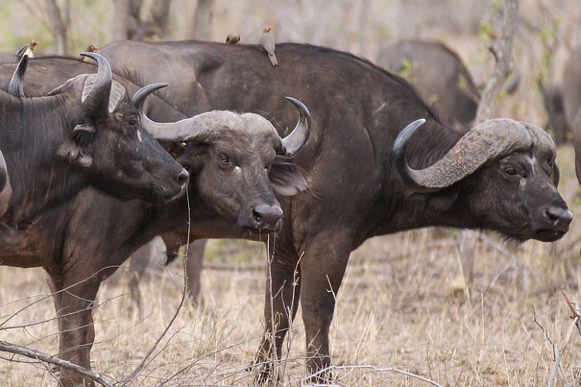 Kruger National Park. Cape buffalos. Berg-en-Dal Rest Camp. .