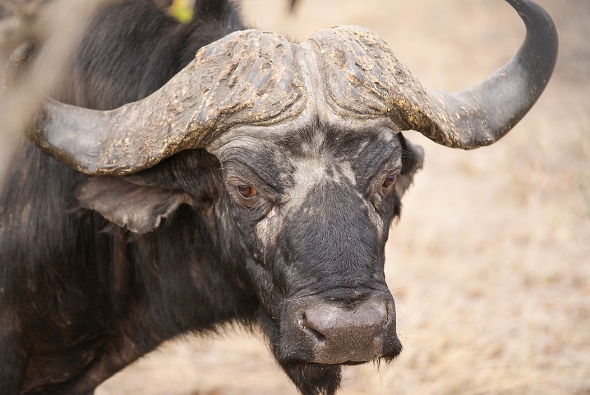 Kruger National Park. Cape buffalo. Berg-en-Dal Rest Camp. .