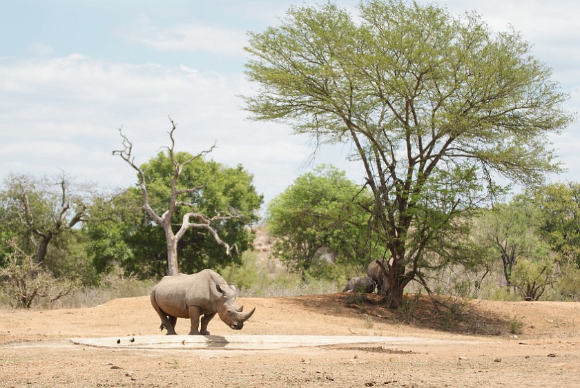Kruger National Park. White rhinoceros. Berg-en-Dal Rest Camp. .