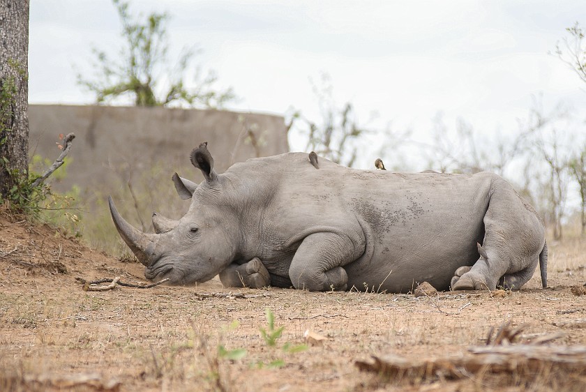 Kruger National Park. White rhinoceros. Berg-en-Dal Rest Camp. .