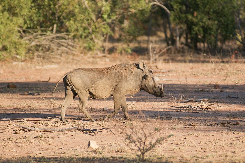 Kruger National Park. Warthog. Berg-en-Dal Rest Camp. .