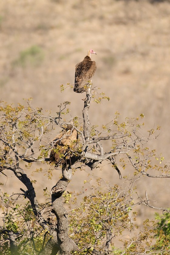 Kruger National Park. Vultures. Berg-en-Dal Rest Camp. .