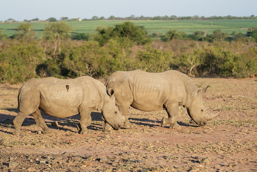 Kruger National Park. White rhinoceros. Berg-en-Dal Rest Camp. .