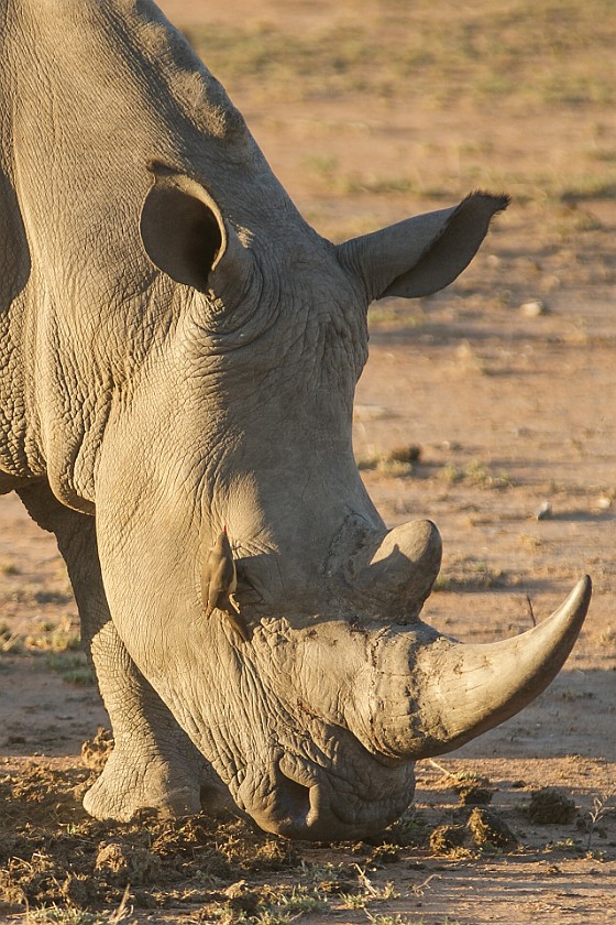 Kruger National Park. White rhinoceros. Berg-en-Dal Rest Camp. .