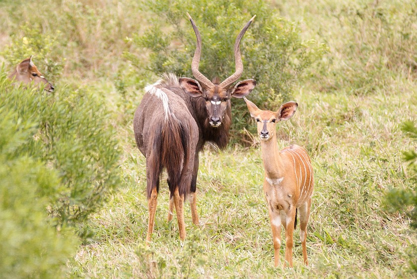 Hluhluwe-Imfolozi Game Reserve. Nyalas. Hluhluwe. .