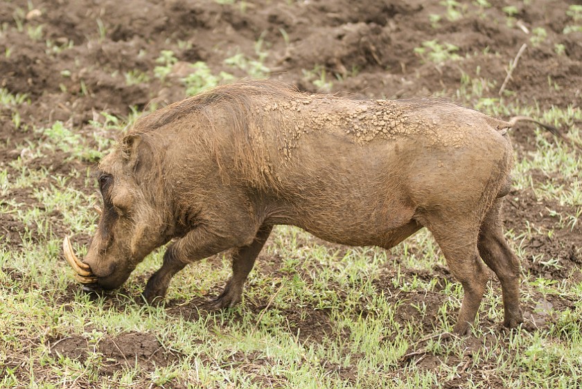 Hluhluwe-Imfolozi Game Reserve. Warthog. Hluhluwe. .