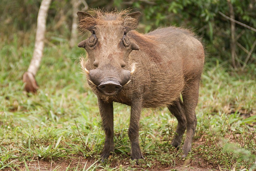 Hluhluwe-Imfolozi Game Reserve. Warthog. Hluhluwe. .