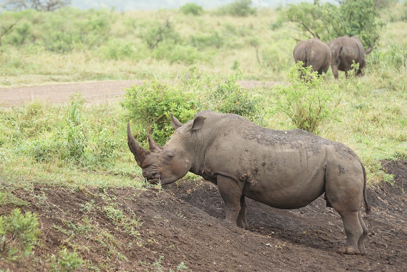 Hluhluwe-Imfolozi Game Reserve. White rhinoceros. Hluhluwe. .