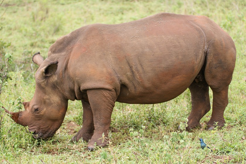 Hluhluwe-Imfolozi Game Reserve. White rhinoceros. Hluhluwe. .