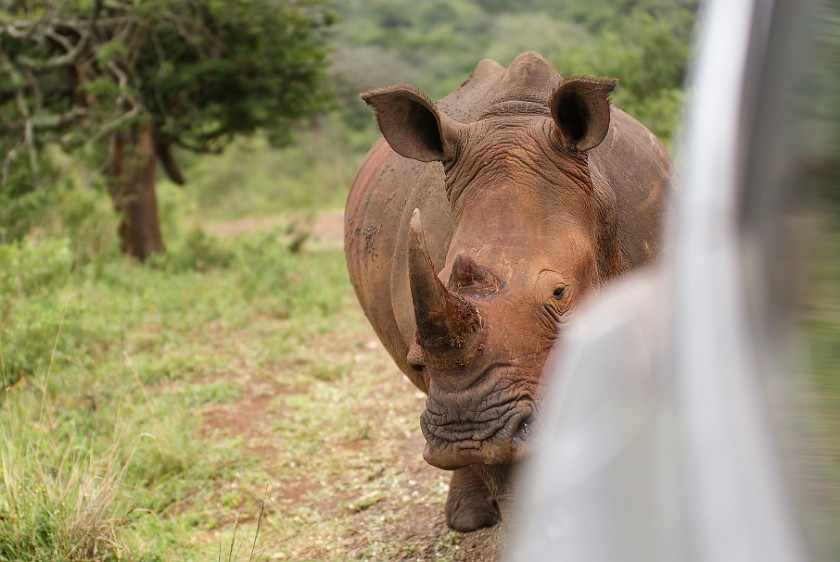 Hluhluwe-Imfolozi Game Reserve. White rhinoceros. Hluhluwe. .