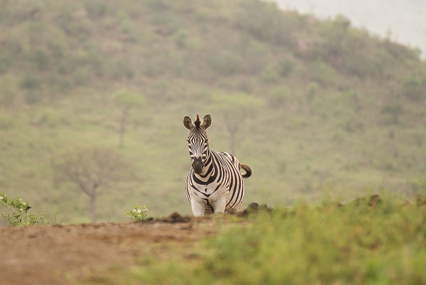 Hluhluwe-Imfolozi Game Reserve. Zebra. Hluhluwe. .