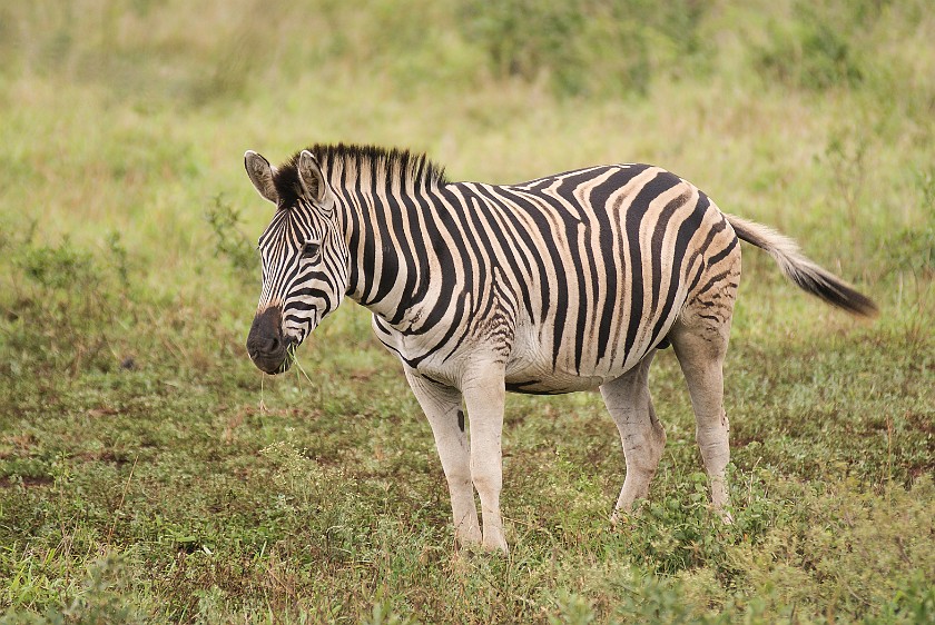 Hluhluwe-Imfolozi Game Reserve. Zebra. Hluhluwe. .