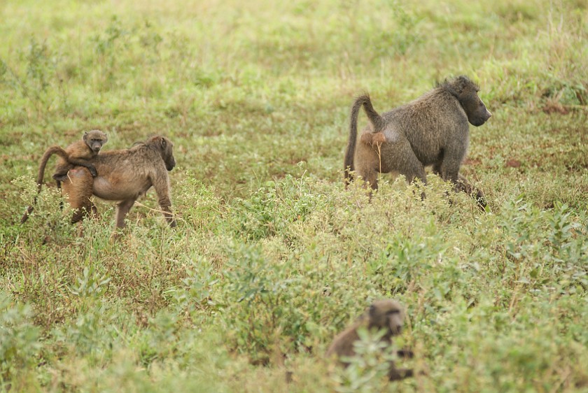 Hluhluwe-Imfolozi Game Reserve. Baboons. Hluhluwe. .