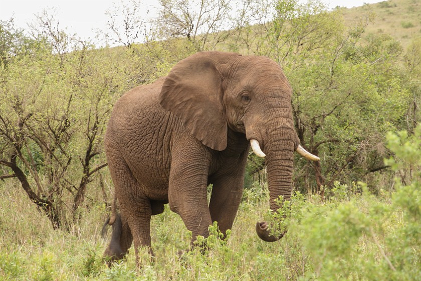 Hluhluwe-Imfolozi Game Reserve. Elephant. Hluhluwe. .