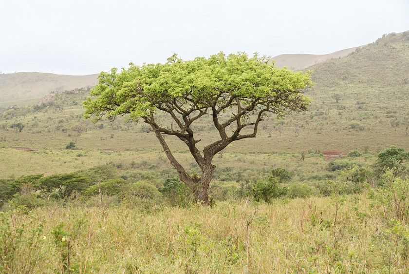 Hluhluwe-Imfolozi Game Reserve. Tree. Hluhluwe. .