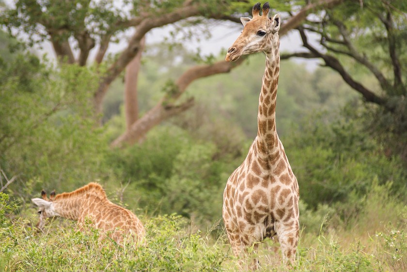 Hluhluwe-Imfolozi Game Reserve. Giraffes. Hluhluwe. .