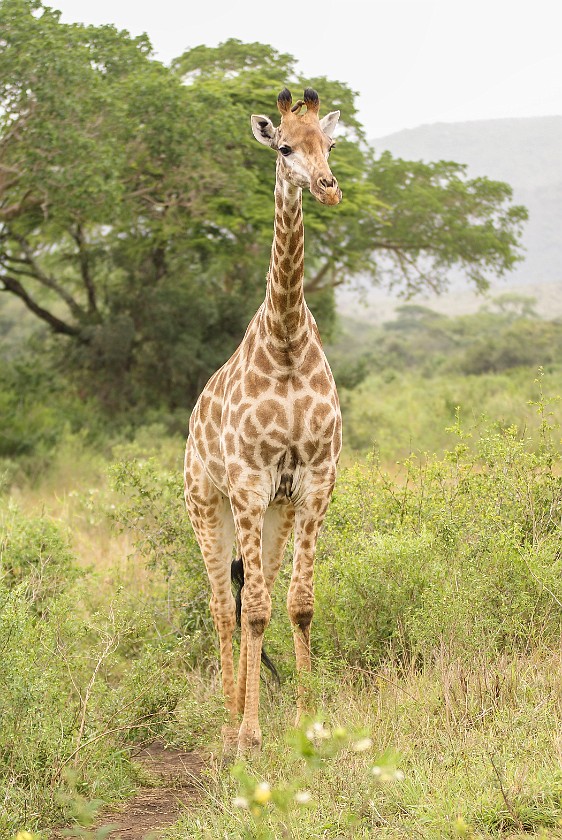 Hluhluwe-Imfolozi Game Reserve. Giraffe. Hluhluwe. .